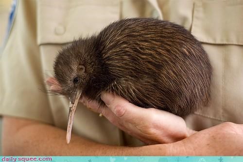 Squee Spree: Kiwis Vs. Ostriches