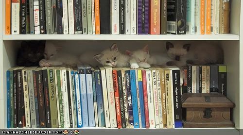 Cyoot Kittehs of teh Day: Kwiet in teh Lyberry, Plz!