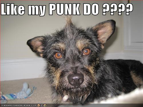 Like my PUNK DO ????