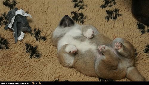 Sleepy Time in Shiba Land