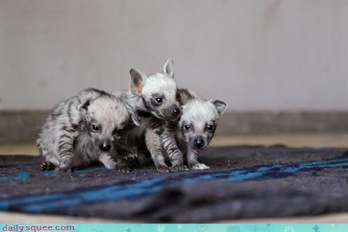 OH MY SQUEE ITTY BITTY HYENA CUBS