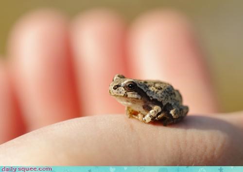 Le Petit (Grenouille) Prince!