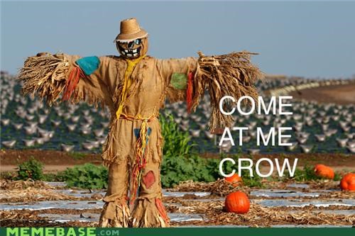 Come at me crow.