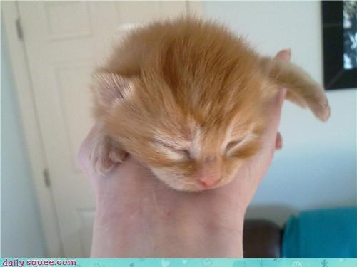 Handful of Squee