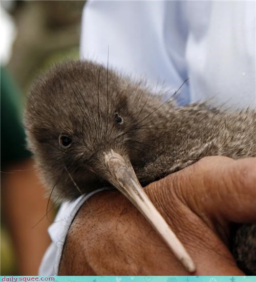 Squee Spree: Kiwi by the Handful