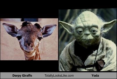 Derpy Giraffe Totally Looks Like Yoda