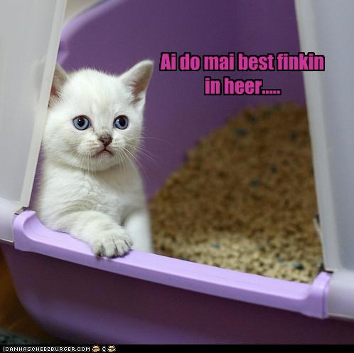 Ai do mai best finkin  in heer.....