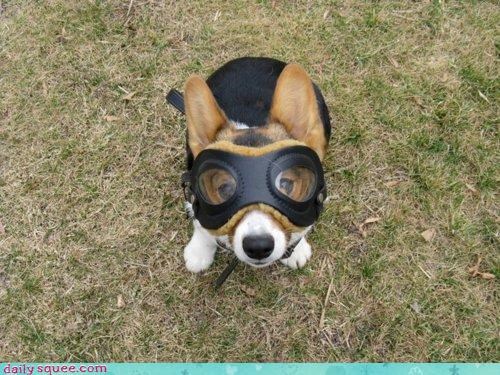 Acting Like Animals: Move Over, Snoopy!