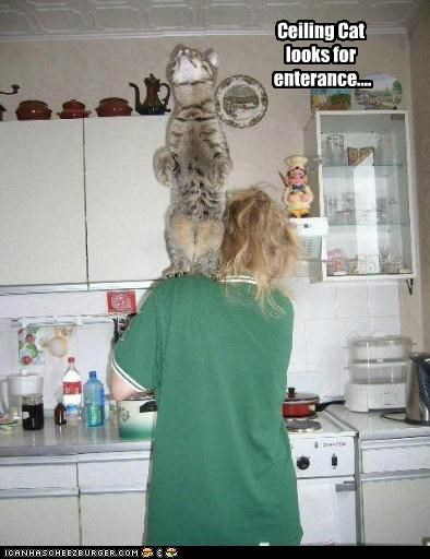 Ceiling Cat looks for  enterance....