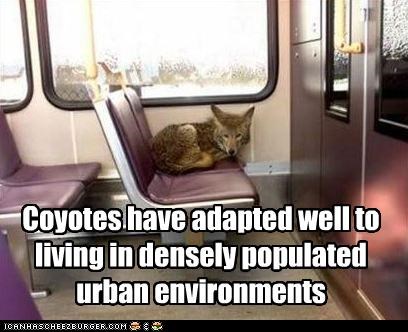Coyotes have adapted well to living in densely populated urban environments