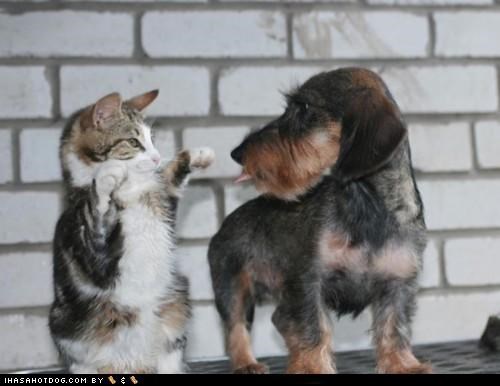 Kittehs R Owr Friends: If lukz cud kill... wif cyootness!