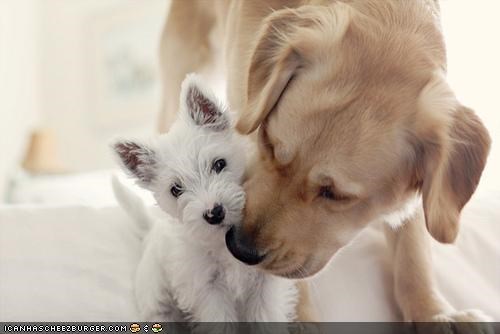 Cyoot Puppeh ob teh Day: Eberyfing wil b OK