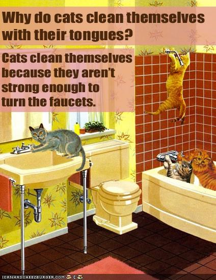 Science Factz: Why Do Cats Clean Themselves With Their Tongues?