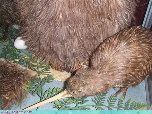 Squee Spree: Kiwi Cluster!