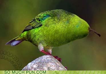 Pearakeet