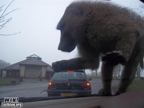 Monkey Perspective WIN