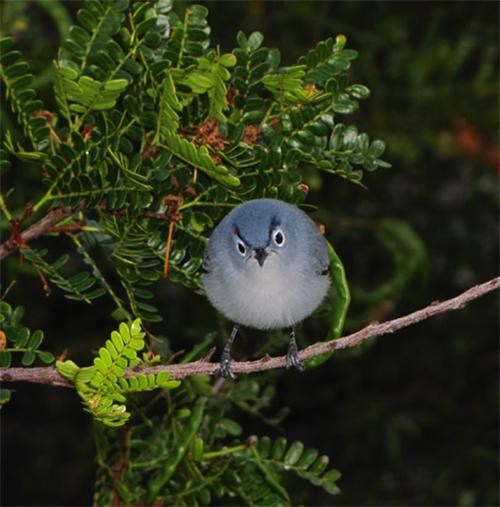Angry Birds IRL Of The Day