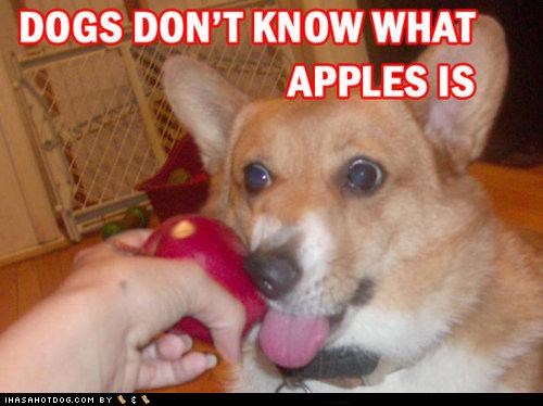 DOGS DON'T KNOW WHAT APPLES IS