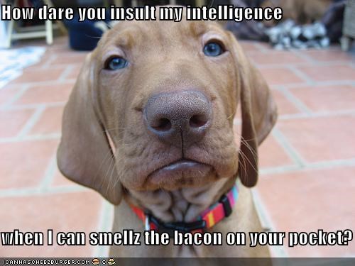 How dare you insult my intelligence  when I can smellz the bacon on your pocket?