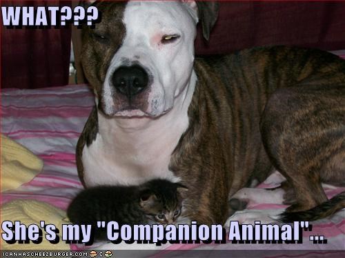 WHAT???  She's my "Companion Animal"...