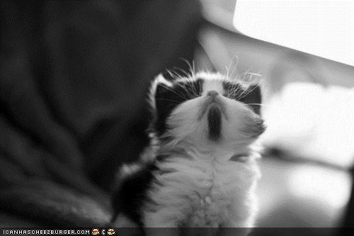 Cyoot Kitteh of teh Day: Mah Chin.  Plz  2 Skritch It Nao.