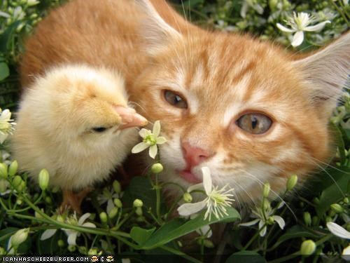 Cyoot Kitteh of teh Day: Plz 2 Nawt Maek Dis Wun a Nuggit