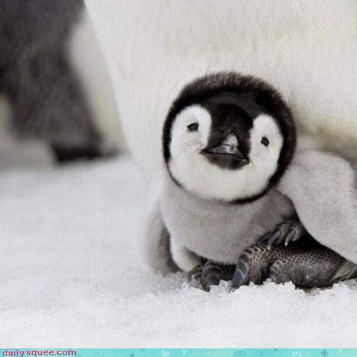 Itty Bitty Penguin Squee!