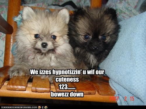 We izzes hypnotizzin' u wif our cuteness 123....... bowezz down