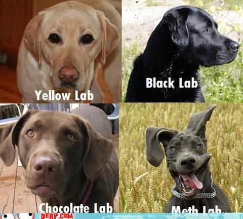 Know Your Durr Labs