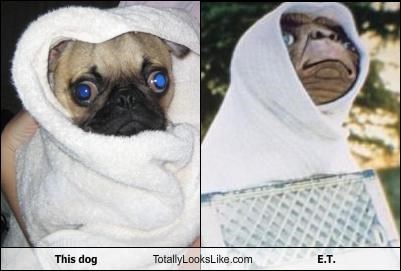 This Dog Totally Looks Like E.T.