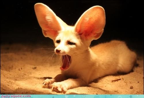 Exhausted From The Weight of Those Ears