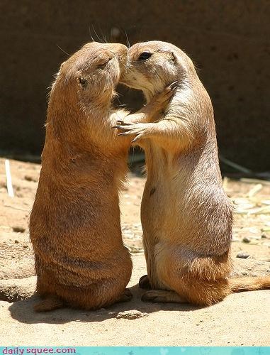Prairie Dog Love, #2
