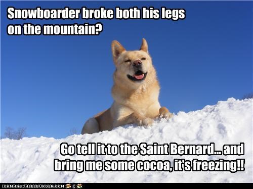 Rescue Dog?