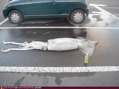 Squid Parking only