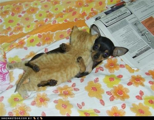 Kittehs R Owr Friends: Dis huggin fing iz scawee!