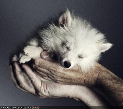 Cyoot Puppeh ob teh Day: Sleepeh lil snoblol