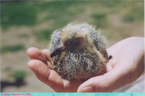 Whatsit Wednesday: Fuzzy Little Birdie Baby