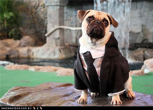 Tom Ford's 22 Essentials (Presented by Pugs)