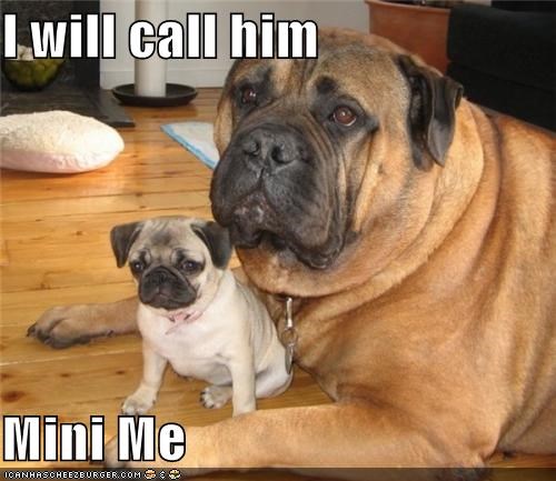 I will call him   Mini Me