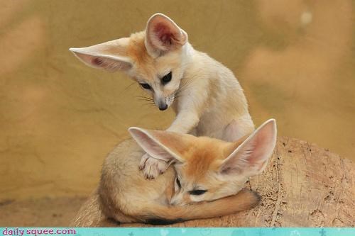 Squee Spree: Fennecs Vs. Coyotes