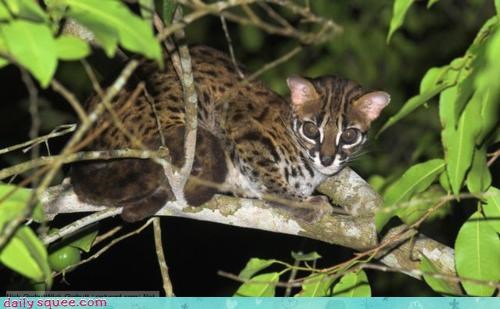 Itty Bitty Leopard Cat!