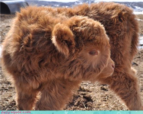 Baby Scottish Highland Cow