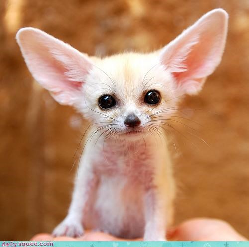 Squee Spree: The Complete Squee Package