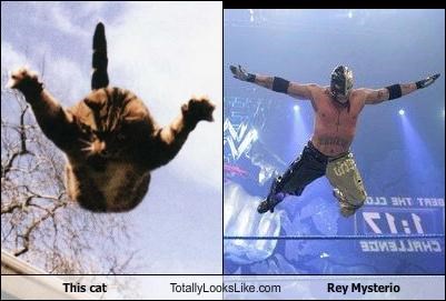 This Cat Totally Looks Like Rey Mysterio