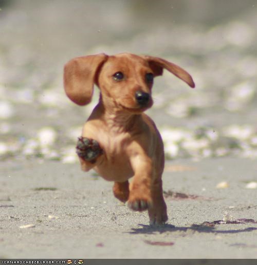 Cyoot Puppeh ob teh Day: Beach Runs is teh Bestest Runs