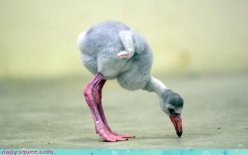 Whatsit Wednesday: The Unpinkest Flamingo