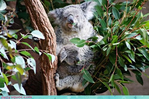 Koalaution! Baby on Board!
