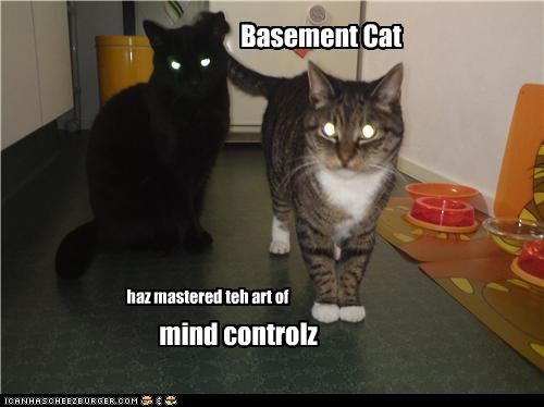 Basement Cat