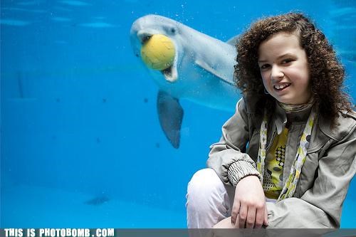 Sup Seal? Er, Dolphin