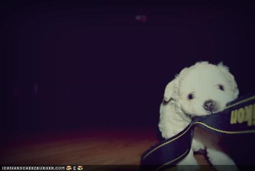 Cyoot Puppeh ob teh Day: Give It! Giiiiiive It!